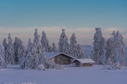 Book a forest cottage during the winter months